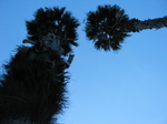 20471 Palmtrees at Barcelonetta beach.jpg